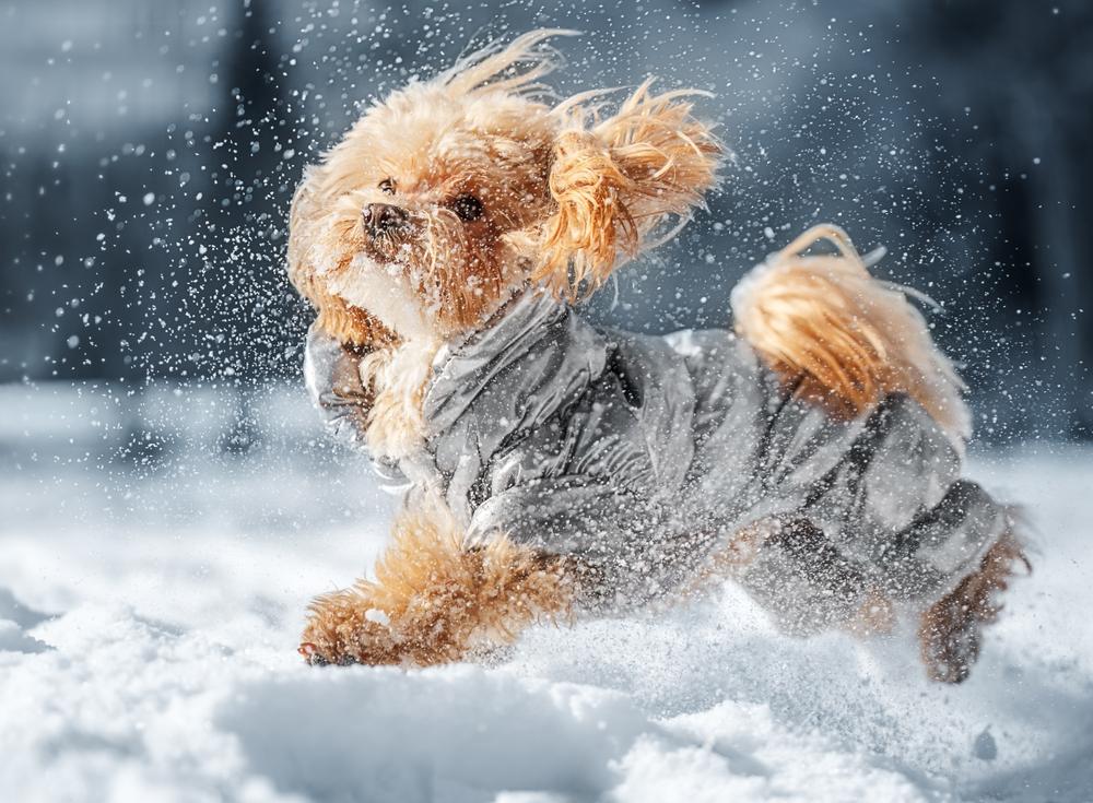 Гипоаллергенные ли мальтипу или нет?