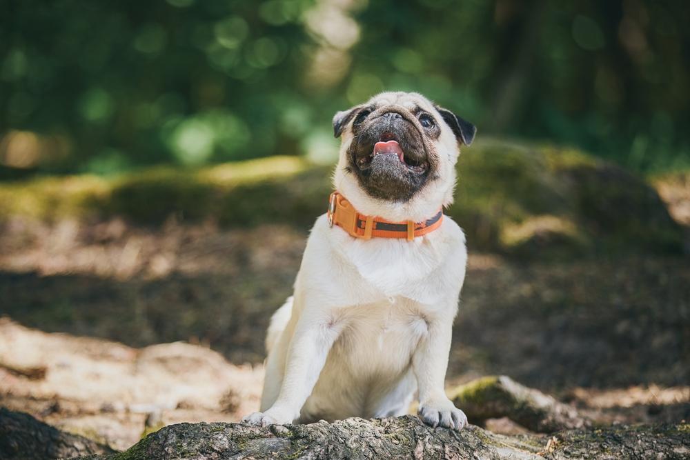 Приучение щенка мопса к лотку Приучение щенка мопса к лотку