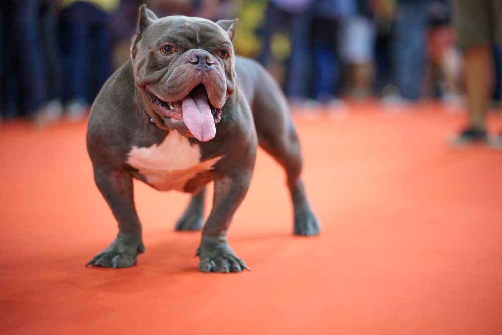 Американский булли покет