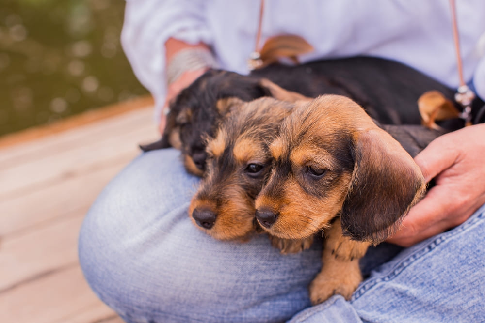 Нехватка молока, может влиять на то, сколько весит щенок таксы