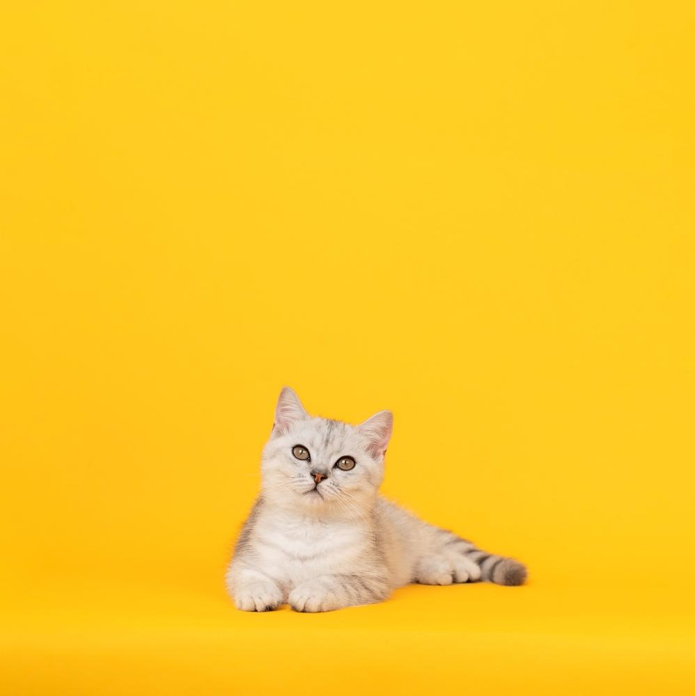 Тикированные окрасы у шотландских кошек: затушеванное серебро