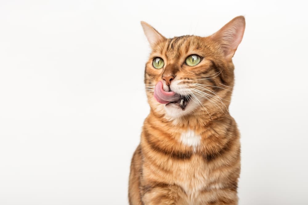 После поедания мака у кошки можно наблюдать рвоту и диарею