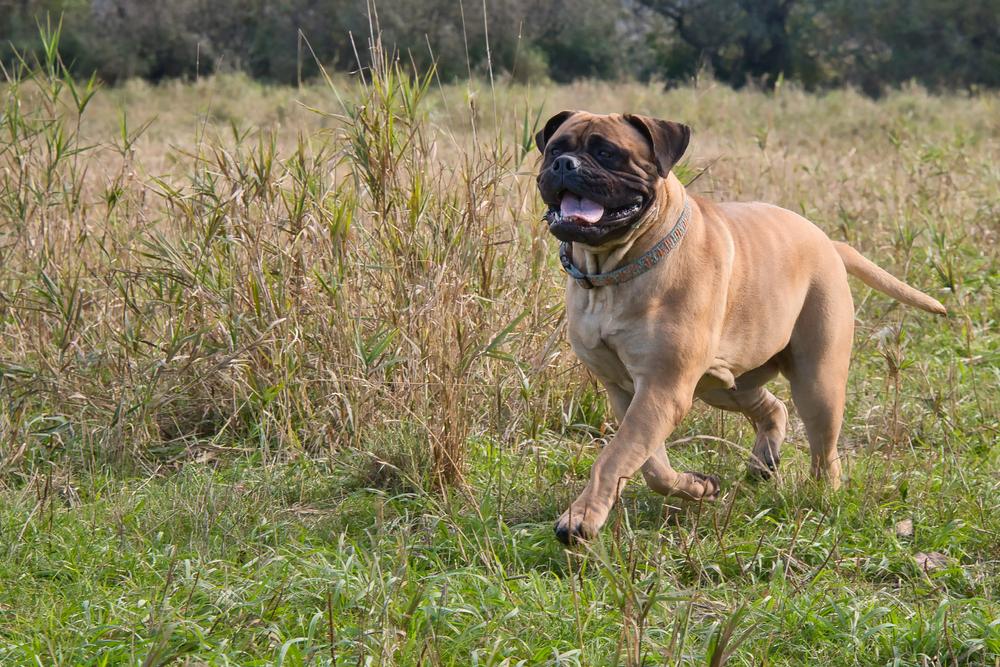 Pro koho je plemeno Bullmastiff vhodné?