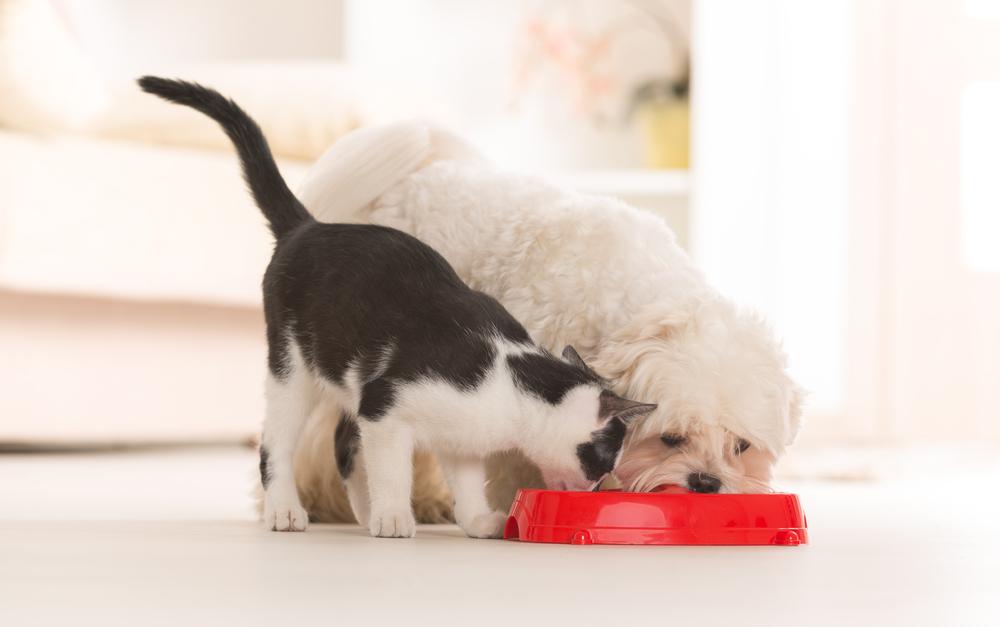 Едят ли кошки собачий корм