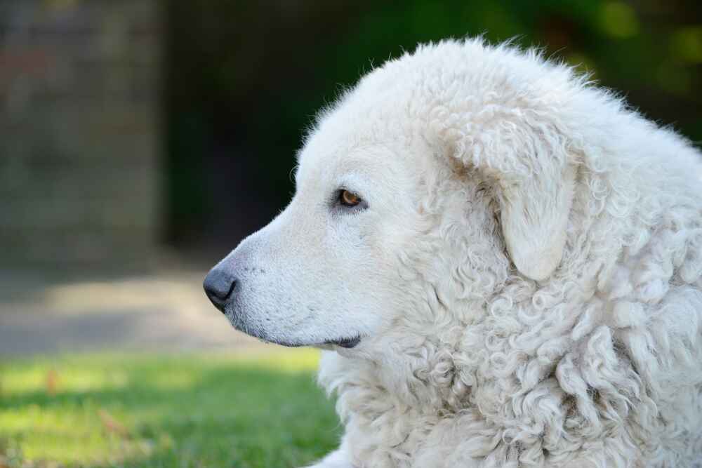 Кувасы довольно упрямы