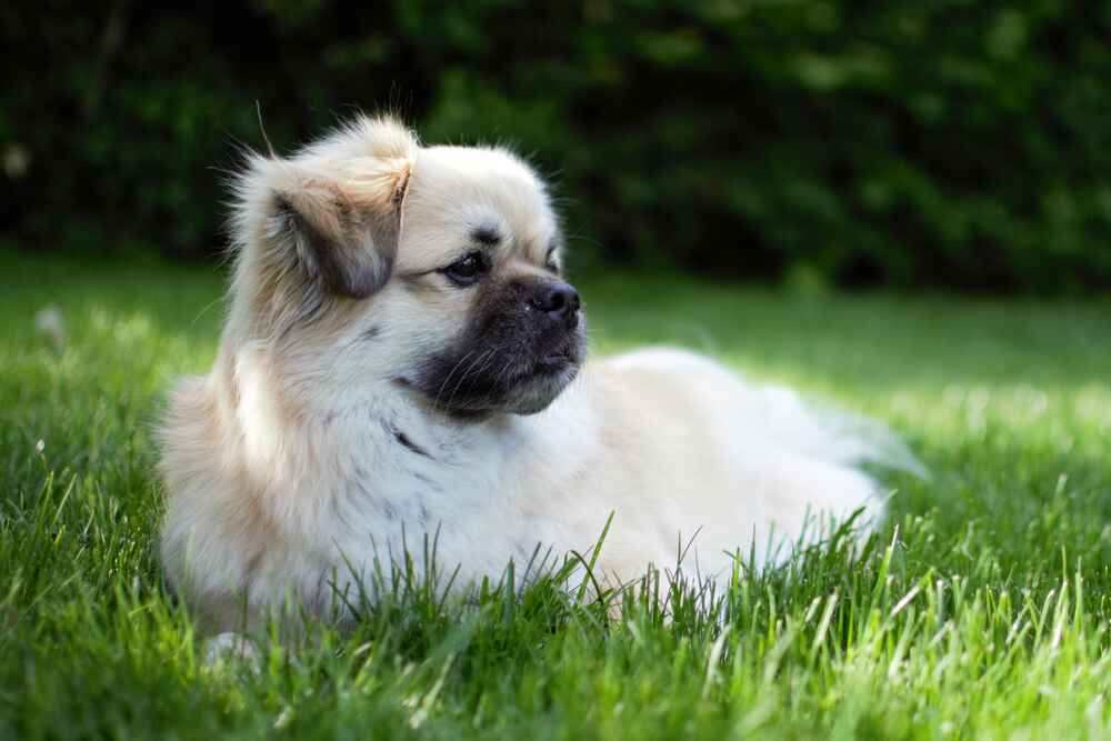 Тибетских спаниелей, не подходящих для разведения, обычно кастрируют