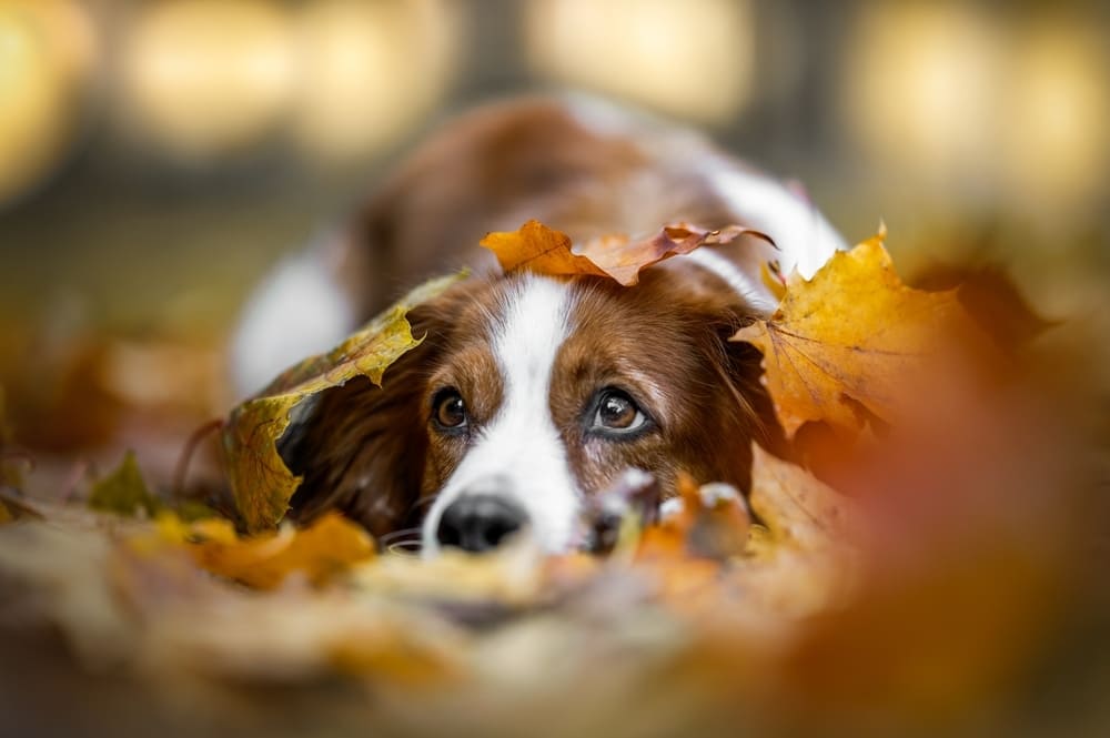 Коикерхондье имеет характерные болезни