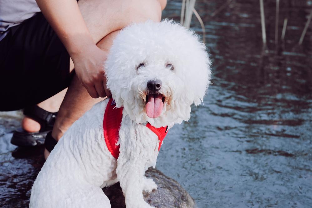 Является ли бишон фризе гипоаллергенным?