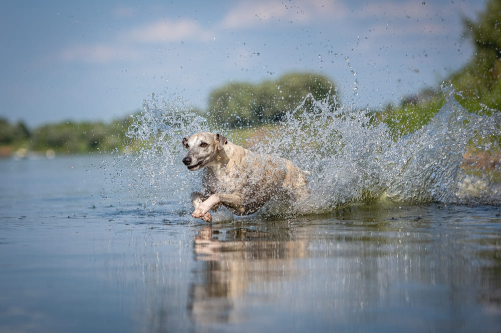 Активность влияет на то, сколько проживет уиппет