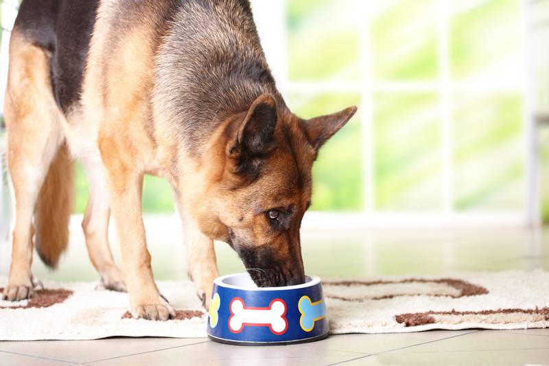 Собака не ест сухой корм из-за ошибок хозяев 