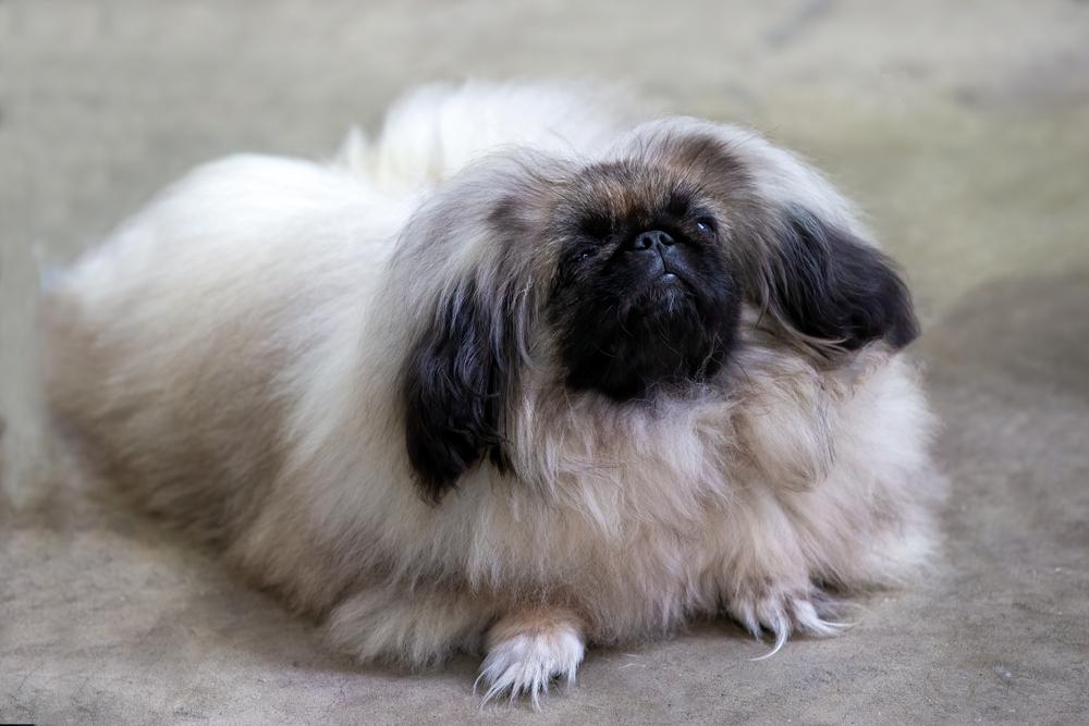 важное о здоровье пекинеса