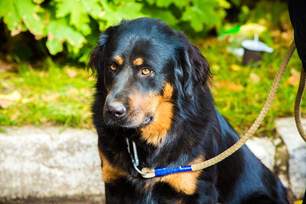 Ключевые факты о греческой овчарке 