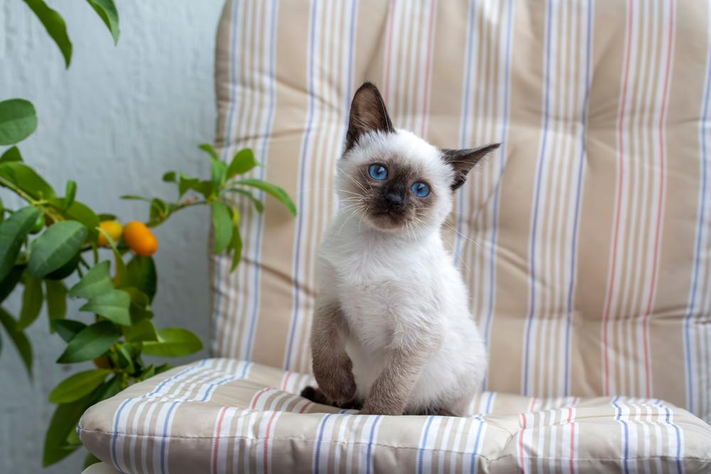 Восточные имена для сиамских кошек