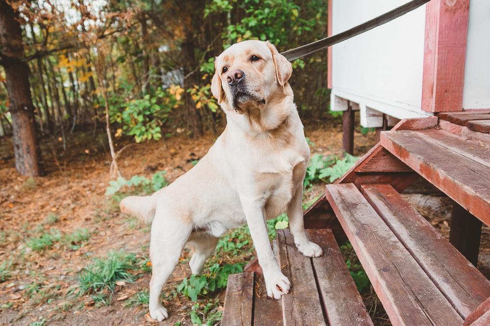 Стадии развития артроза у собак Стадии развития артроза у собак