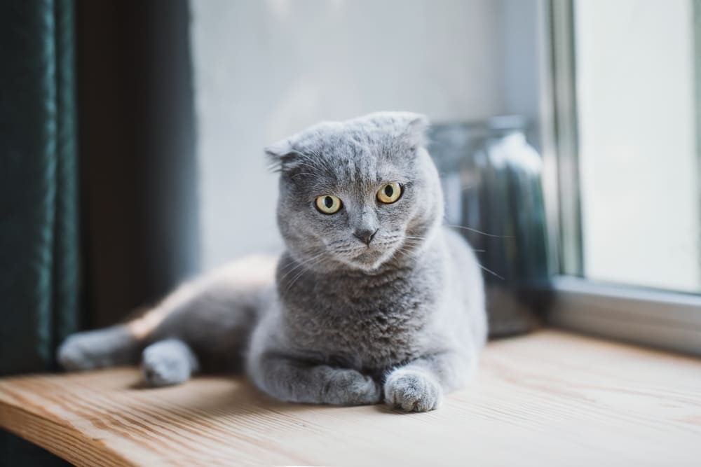 У шотландских кошек есть характерные болезни