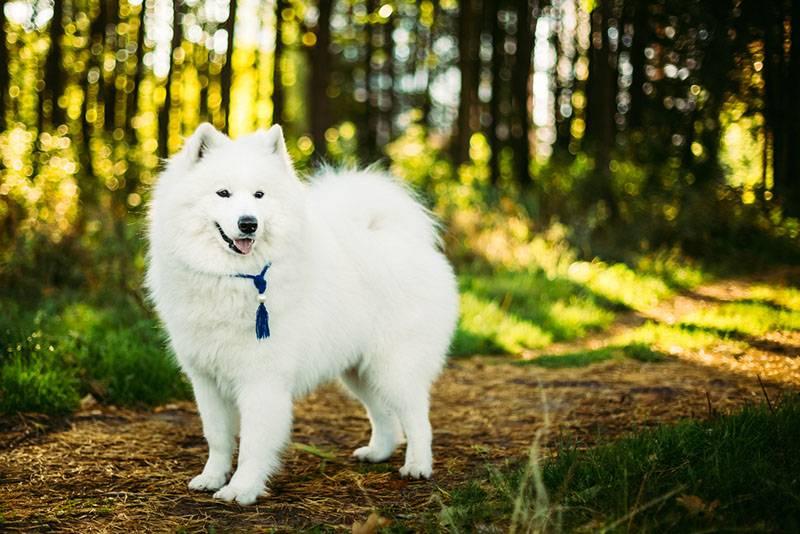 Породы собак, похожие на хаски: самоед Породы собак, похожие на хаски: самоед