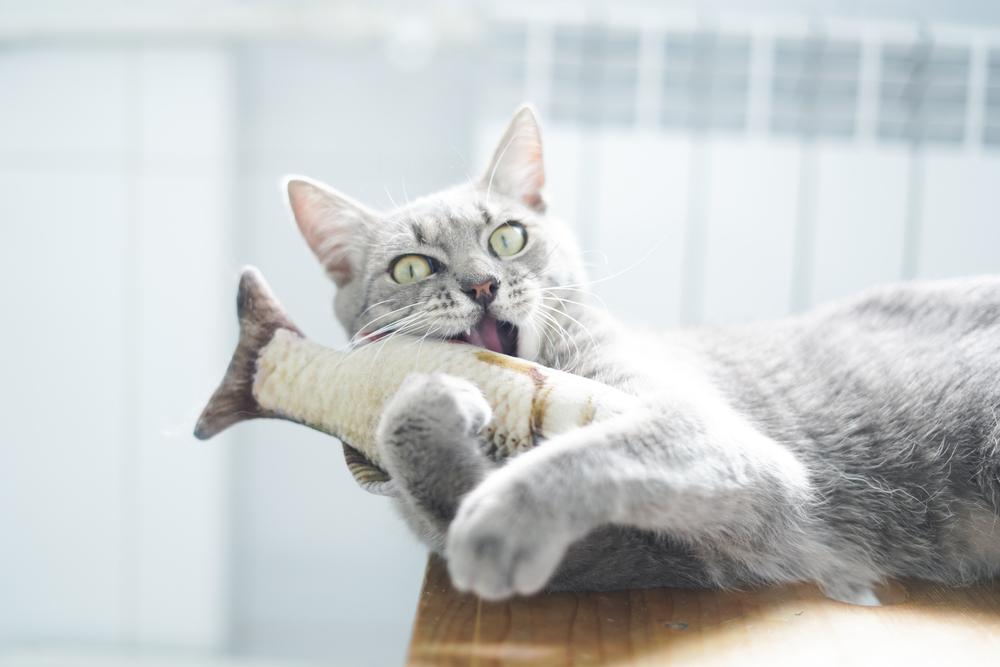 Как развеселить кота