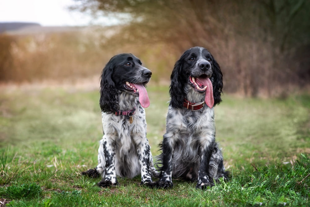 То, сколько весит русский спаниель, зависит от рациона