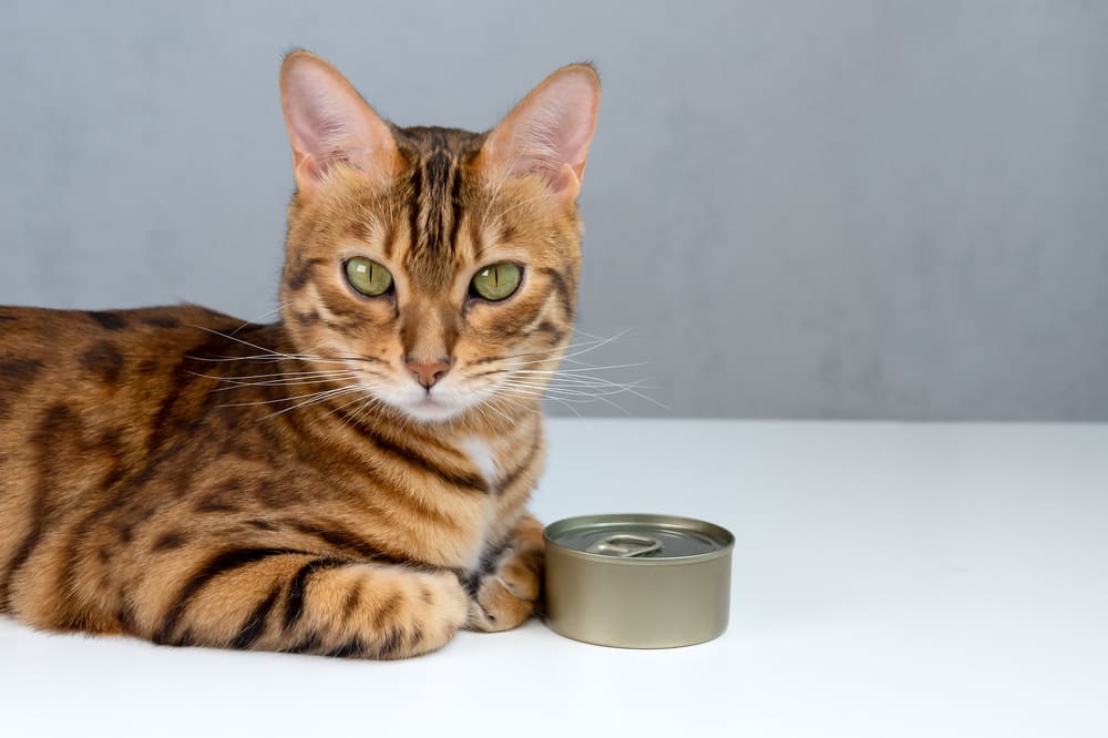 Важно знать, можно ли кошке есть консервированный тунец