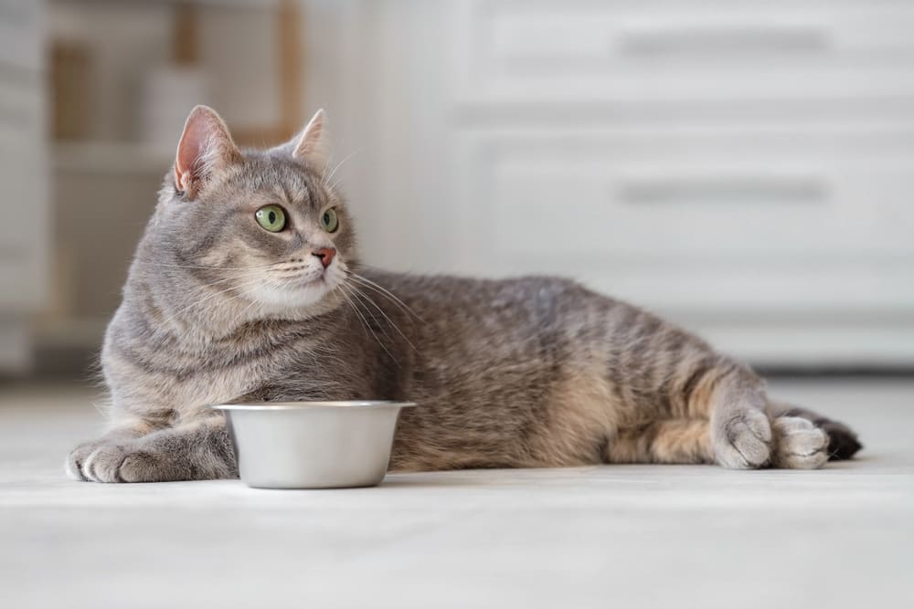 Владельцу важно знать, можно ли кошке сливочное масло