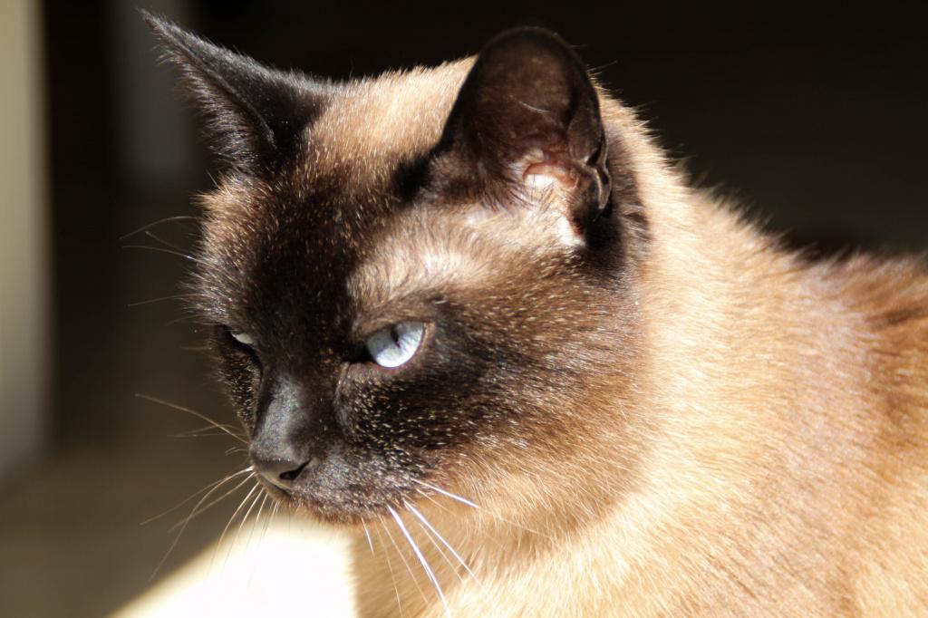 Оксалаты при мочекаменной болезни у котов