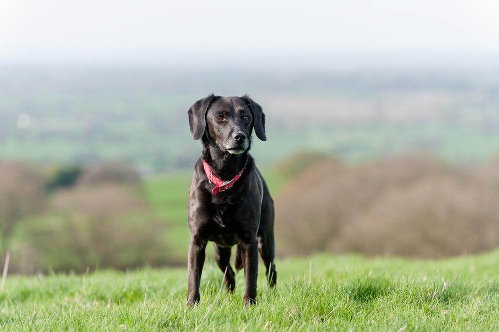 Сложные клички для собак на английском языке Сложные клички для собак на английском языке