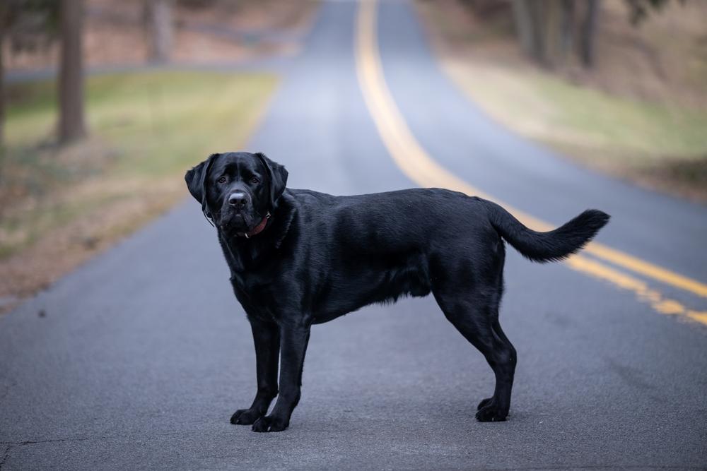 Каково здоровье черных лабрадоров?
