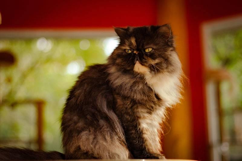 Королевские породы кошек: персидская Королевские породы кошек: персидская