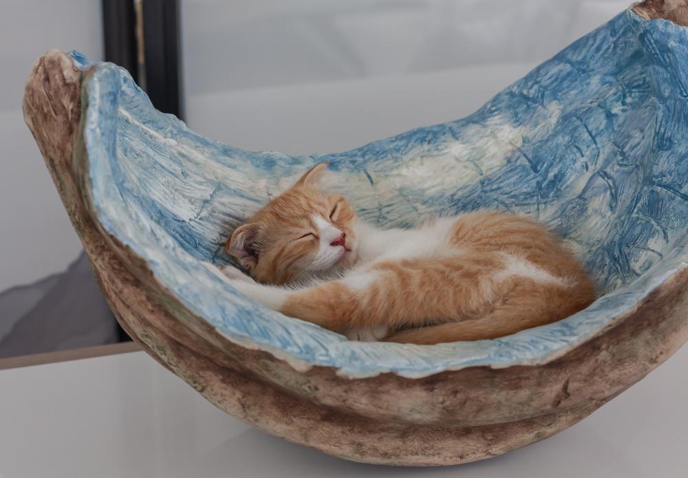 Профилактика болезней почек у кошек