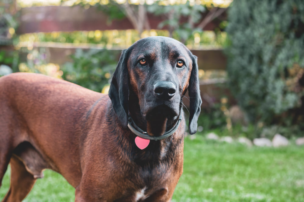 Прививки баварским горным гончим ставят по графику