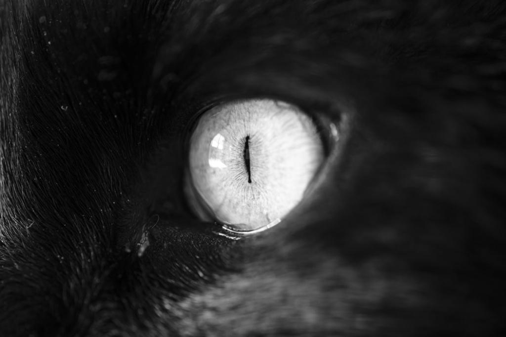 почему у кошки слезится один глаз