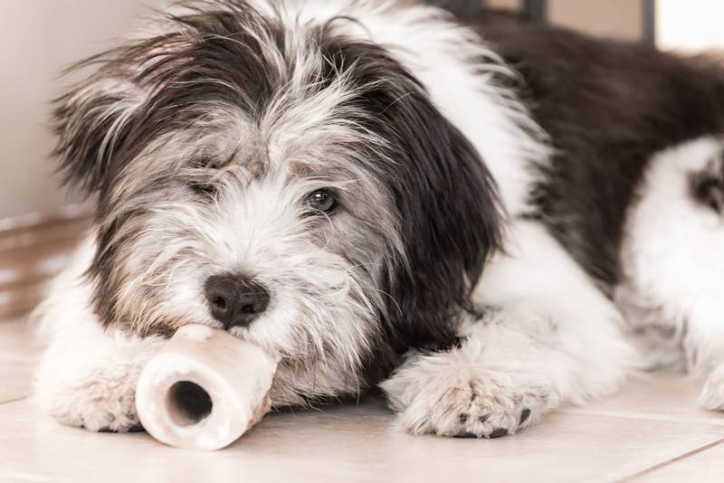 Особенности кормления польской низинной овчарки