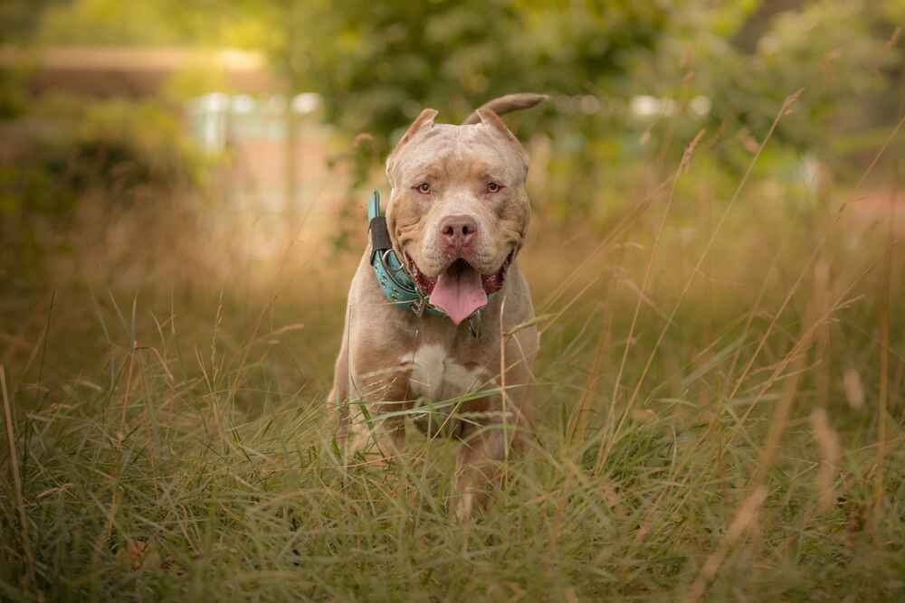 Порода американский булли