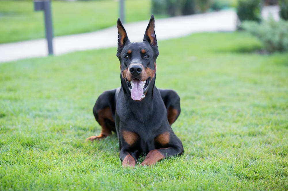 Владельцу необходимо точно знать, сколько длится беременность у добермана