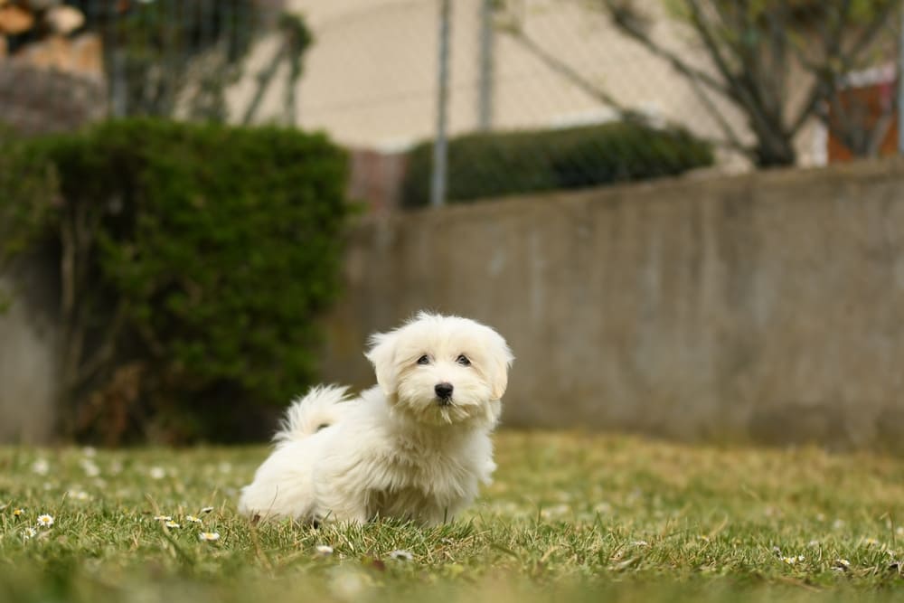 Котон-де-тулеар достигает половой зрелости в 6 месяцев