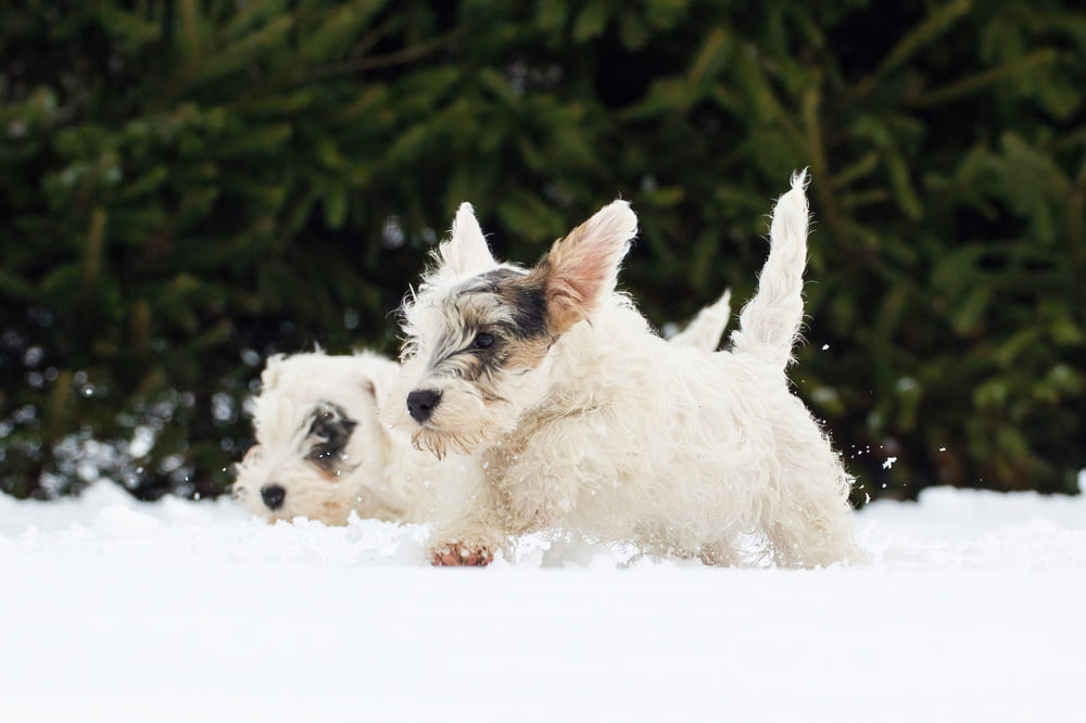 Силихем-терьер может участвовать в спортивных состязаниях
