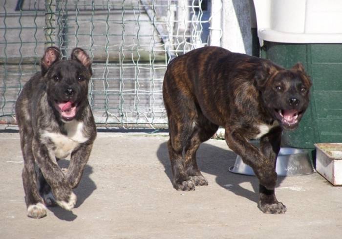 Уход и содержание азорской пастушьей собаки