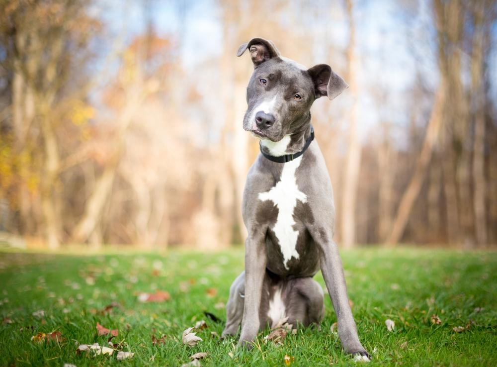 Разве этот питбуль злой?