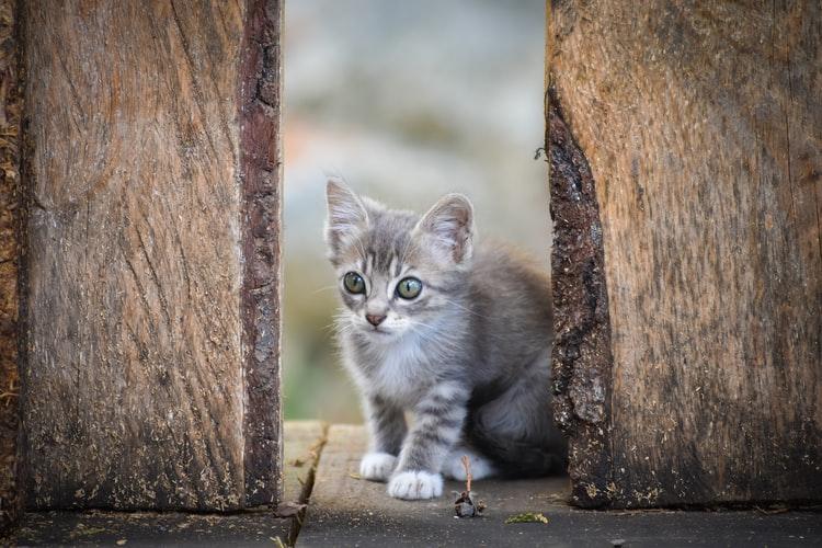 Не могу приучить кота к лотку что. Смотреть фото Не могу приучить кота к лотку что. Смотреть картинку Не могу приучить кота к лотку что. Картинка про Не могу приучить кота к лотку что. Фото Не могу приучить кота к лотку что