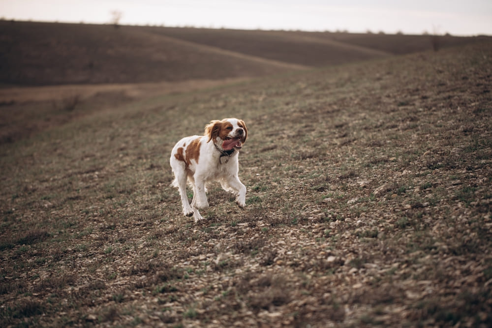 Щенка бретонского эпаньоля лучше приобретать в питомнике