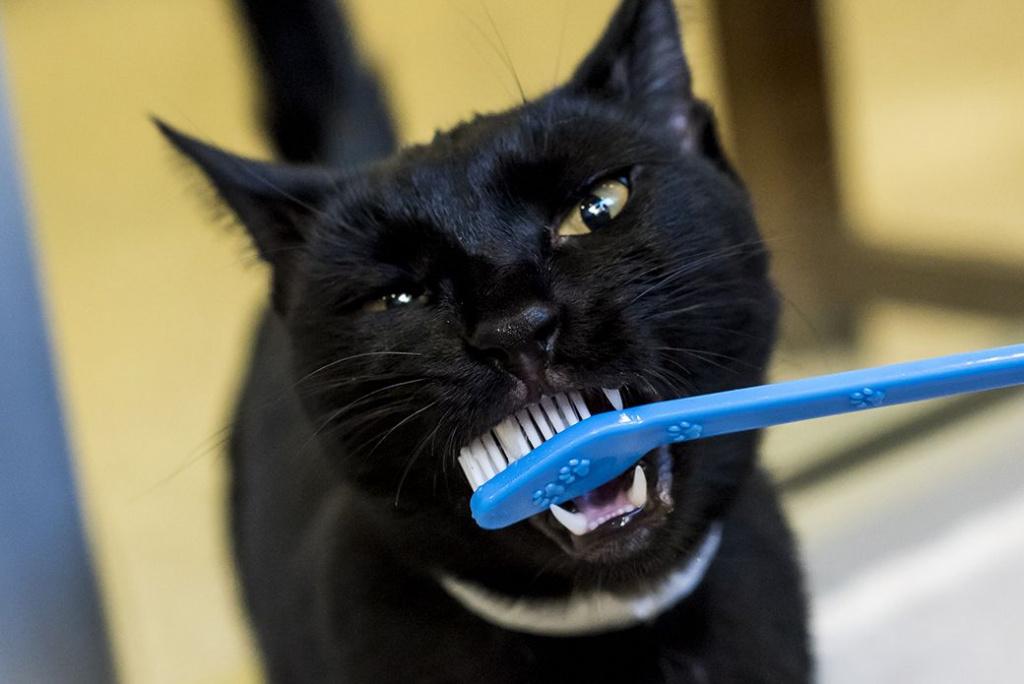 чистить зубы кошке