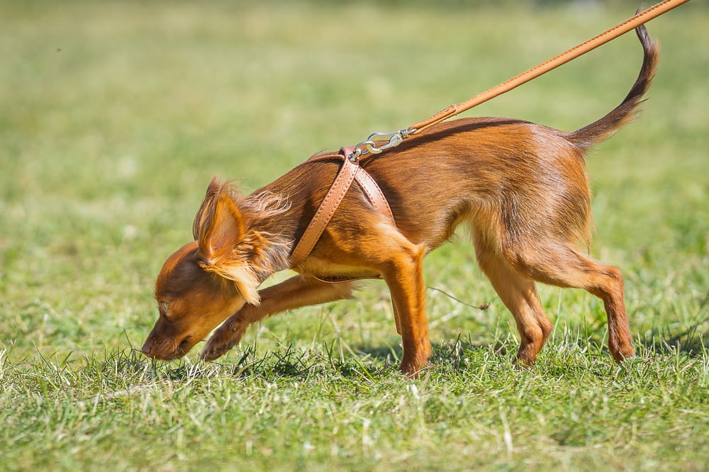 Русские тои могут участвовать в племенном разведении