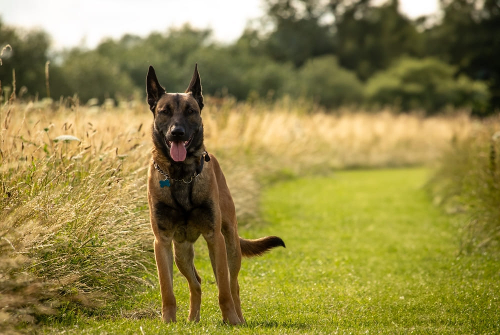 У бельгийских овчарок есть характерные болезни