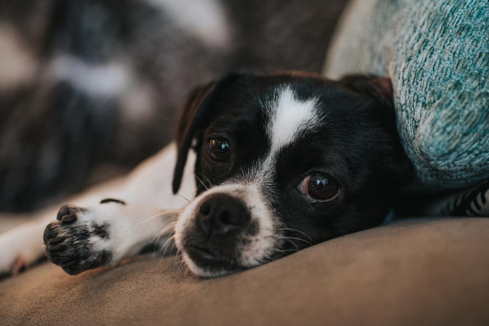 Формы трахеита у собак