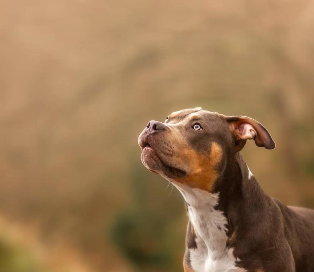 Редкие окрасы американских питбулей: триколор Редкие окрасы американских питбулей: триколор