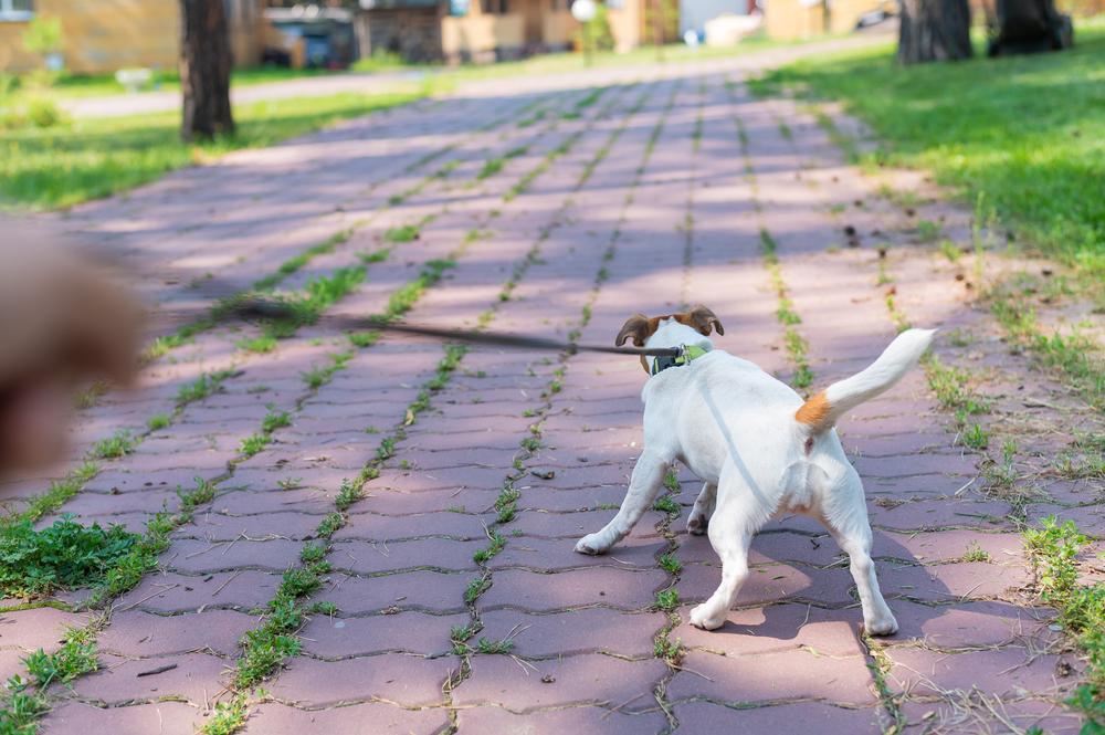 Приемы отучения собак тянуть поводок на прогулке 
