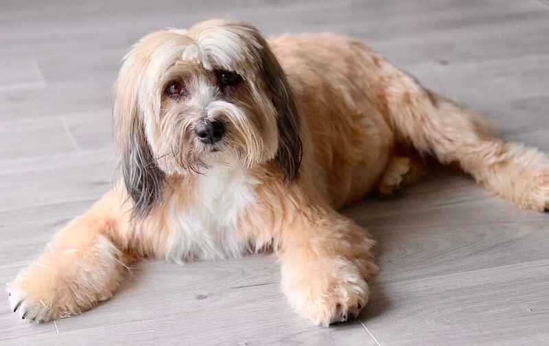 Тибетский терьер отдыхает на полу