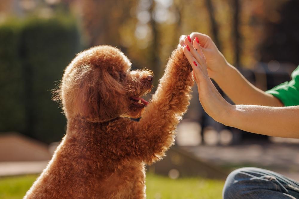 Считаются ли мальтипу гипоаллергенными?