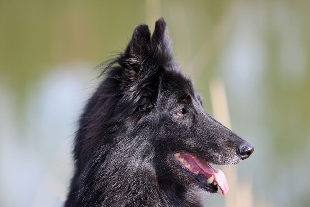 Грюнендаль нуждается в дрессировке