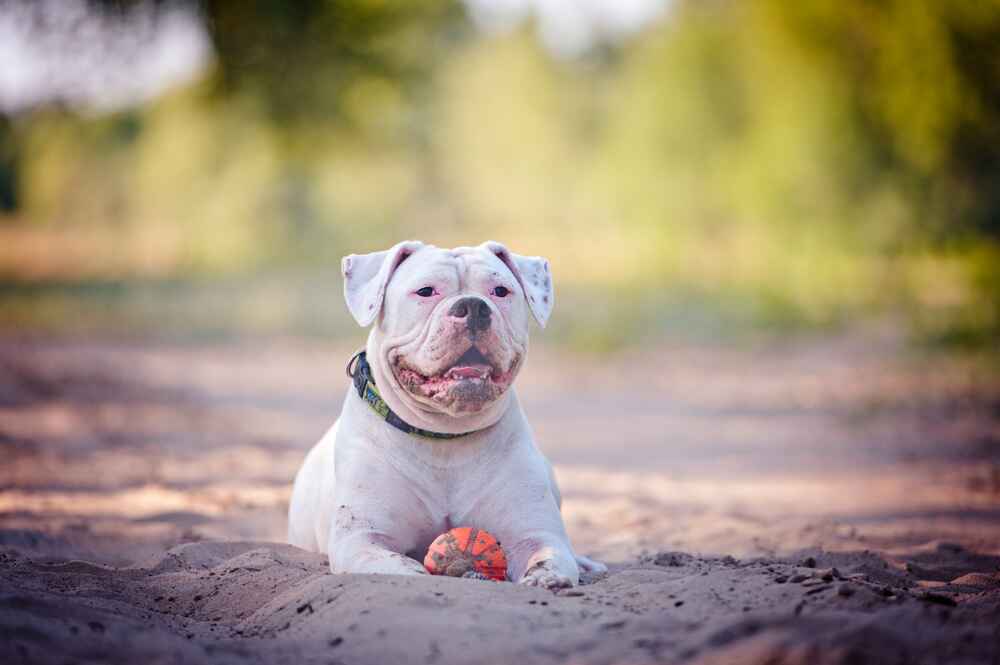 Наличие прививок влияет на то, сколько проживет американский бульдог